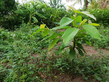 Close-up of fresh green leaves on field in forest