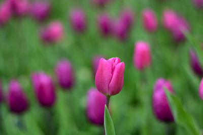 Close-up of pink tulip