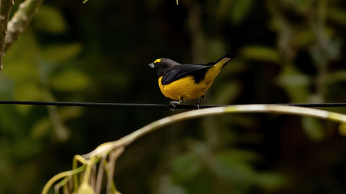 Close-up of bird perching on plant