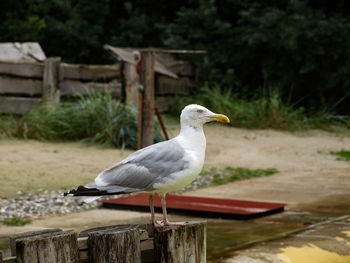 Seagull perching on wooden post