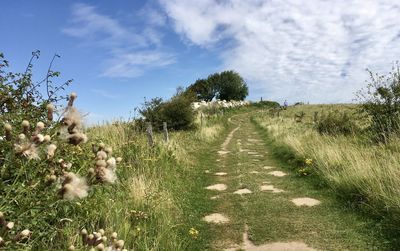 Plants growing on land against sky