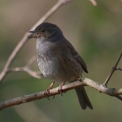 Close-up of bird perching on branch