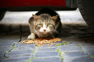 Portrait of cat sitting on footpath under vehicle