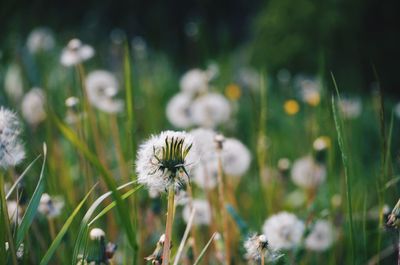 Close-up of dandelion flower on field