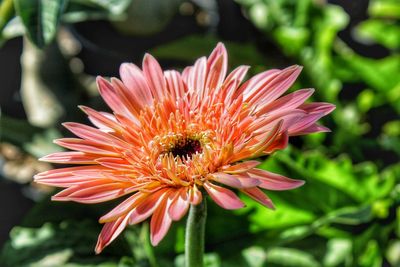 Close-up of pink flower