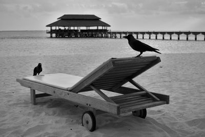 View of bird on beach against sky