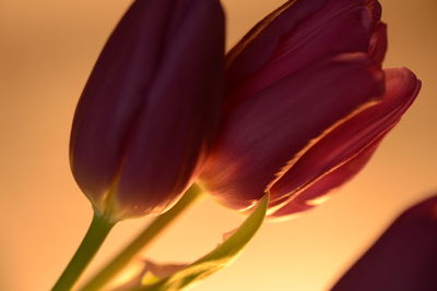 Close-up of orange rose flower