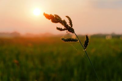 Close-up of stalks in field against sky during sunset