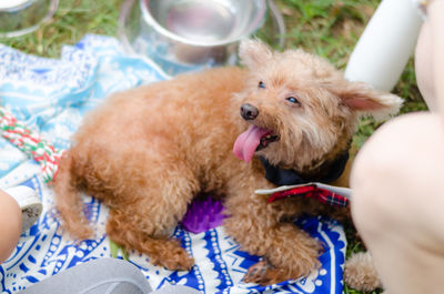 Close-up of puppy dog