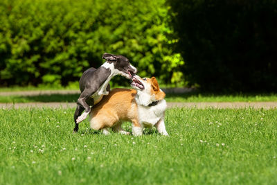 View of a dog on field