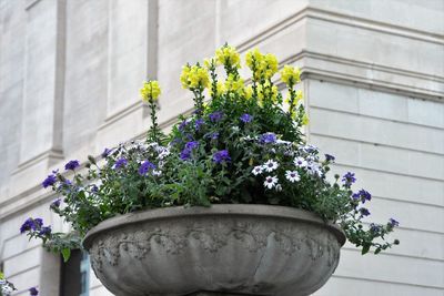 Close-up of fresh purple flowers blooming in potted plant