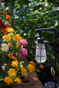 Close-up of yellow flowering plant hanging on metal
