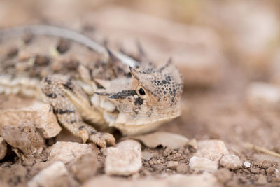 Close-up of a lizard on land