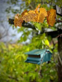 Close-up of autumn leaves on field