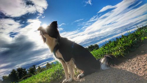 Dog by trees against sky