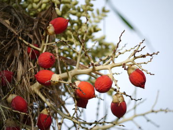 Close-up of palm oil fruits growing on branches