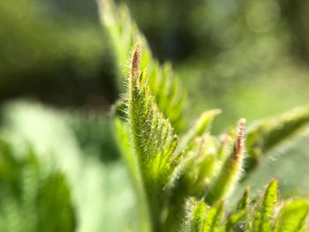 Close-up of fern