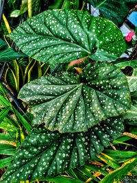 Close-up of wet plant leaves during rainy season