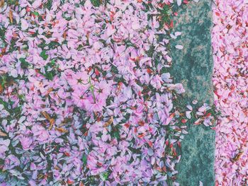 Close-up of pink flowers