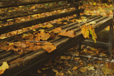 High angle view of fallen leaves on bench