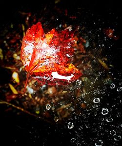 Close-up of water drops on leaf