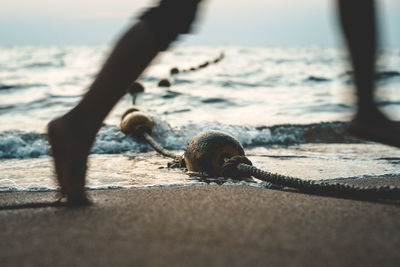 Close-up of snail on land