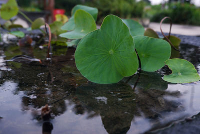 High angle view of leaves floating on water