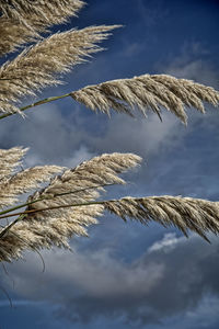 Low angle view of plant against sky during winter