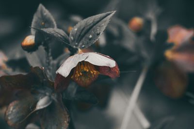 Close-up of flower in water