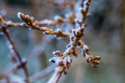 Close-up of snow on plant