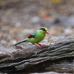 Close-up of bird perching on rock