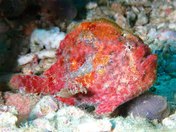 Close-up of red crab