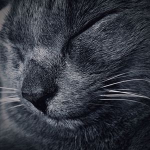 Close-up of cat