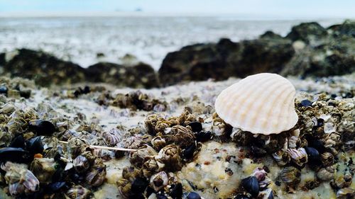 Close-up of seashell on rock at beach