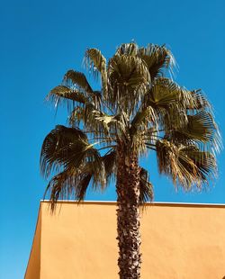 Low angle view of coconut palm tree against blue sky