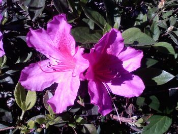 Close-up of pink day lily plants