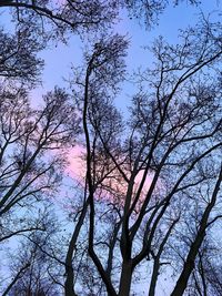Low angle view of silhouette bare tree against sky