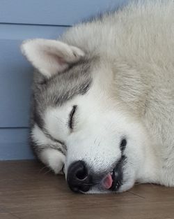 Close-up of dog sleeping on floor