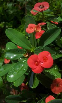 Close-up of pink flowers