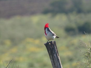 Close-up of bird perching on red outdoors