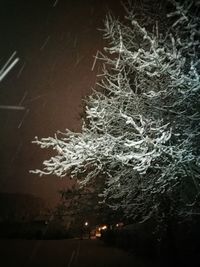 Tree against sky at night