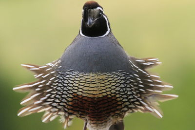 Quail on a very windy day.