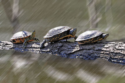 Turtles sunbathing ...