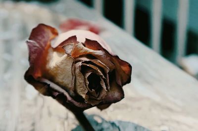 Close-up of wilted rose