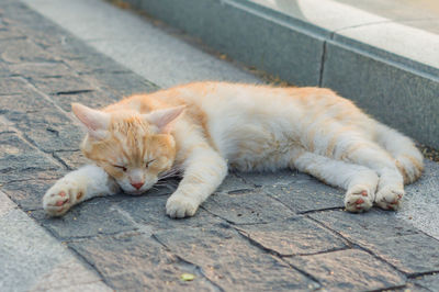 Cat sleeping on footpath