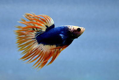 Crowntails betta fish from thailand or siamese fighting fish isolated in  grey 
 background