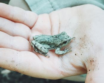 Cropped hand of person showing frog on palm
