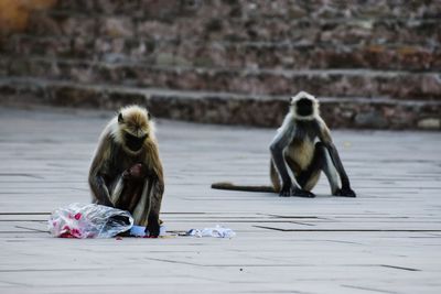 Monkeys sitting on floor against wall