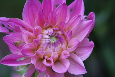 Close-up of pink flower