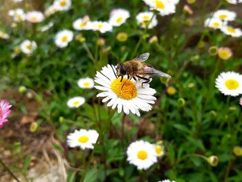 Close-up of butterfly pollinating on white flower